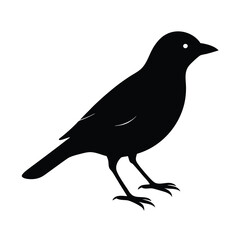 Fototapeta premium Bird Silhouette Isolated Design