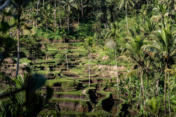 Lush rice terraces cascading down a hillside in bali, indonesia
