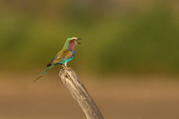 Lilac breasted Roller (Coracias caudatus) perched on a branch in South Luangwa National Park, Zambia