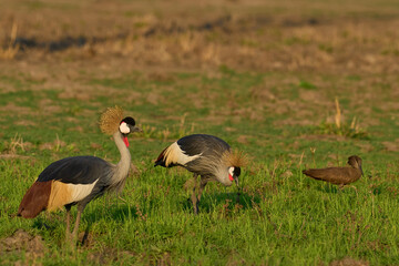 Grey Crowned Cranes (Balearica regulorum) feeding in grassland in South Luangwa National Park, Zambia