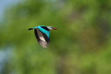 Woodland Kingfisher (Halcyon senegalensis) flying along the edge of the Luangwa River in South Luangwa National Park, Zambia
