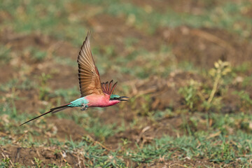 Southern Carmine Bee-eater (Merops nubicoides) in flight hunting insects along the Luangwa River in...