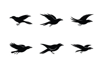 Fototapeta premium Crow Gliding Silhouette Artwork
