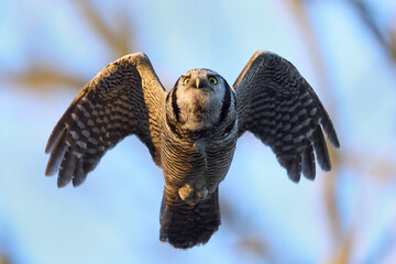 Northern hawk owl (Surnia ulula)