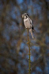 Northern hawk owl (Surnia ulula)