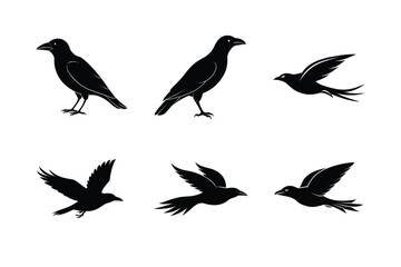 Obraz premium High Resolution Crow Silhouette