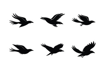 Obraz premium Flight Path Crow Silhouette