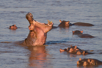 Male Hippopotamus (Hippopotamus amphibius) with mouth wide open to demonstrate his dominance on the...