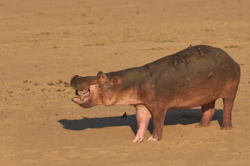 Male Hippopotamus (Hippopotamus amphibius) with mouths open face off to establish the hierarchy on...