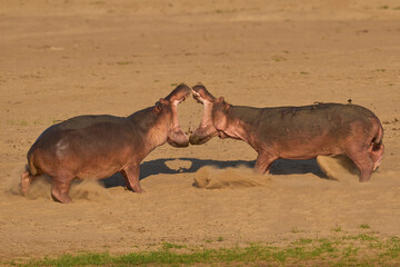 Male Hippopotamus (Hippopotamus amphibius) with mouths open face off to establish the hierarchy on...
