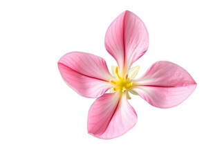 Fototapeta premium Delicate pink flower petals isolated on transparent background