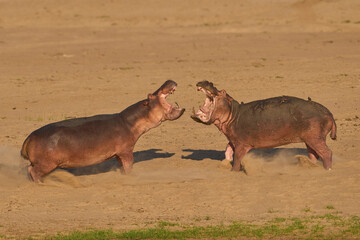 Male Hippopotamus (Hippopotamus amphibius) with mouths open face off to establish the hierarchy on...