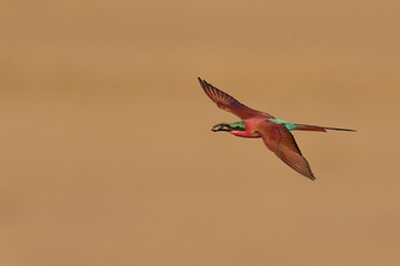 Southern Carmine Bee-eater (Merops nubicoides) in flight hunting insects over the Luangwa River in...