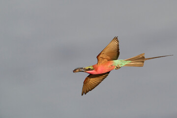 Southern Carmine Bee-eater (Merops nubicoides) in flight hunting insects over the Luangwa River in South Luangwa National Park, Zambia