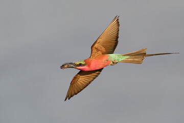 Southern Carmine Bee-eater (Merops nubicoides) in flight hunting insects over the Luangwa River in South Luangwa National Park, Zambia