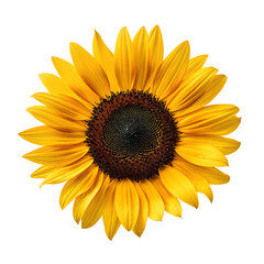 Naklejka premium Sunflower head isolated on transparent background