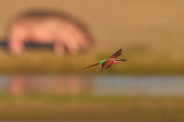 Southern Carmine Bee-eater (Merops nubicoides) in flight hunting insects over the Luangwa River in South Luangwa National Park, Zambia