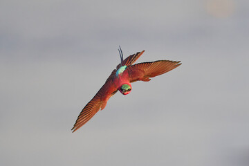 Southern Carmine Bee-eater (Merops nubicoides) in flight hunting insects over the Luangwa River in...