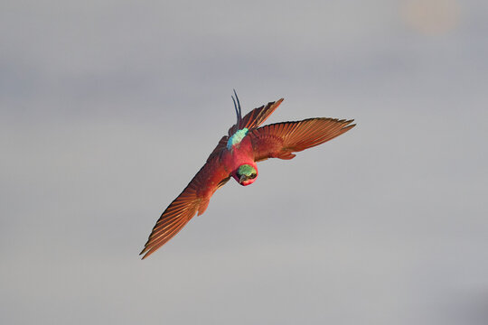 Southern Carmine Bee-eater (Merops nubicoides) in flight hunting insects over the Luangwa River in South Luangwa National Park, Zambia