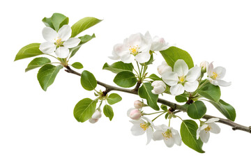 Fototapeta premium Blooming apple blossom branch isolated on transparent background