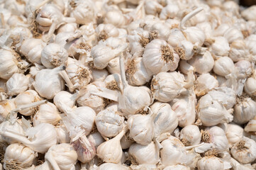 Fresh garlic bulb heap, spice market stall in India, spicy organic raw food ingredient for sale
