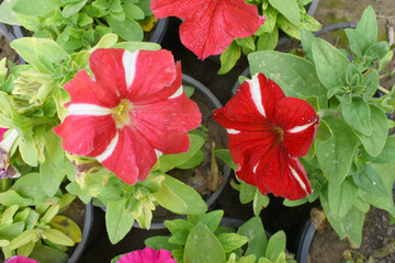 Red petunias in the garden, Petunia, Close up of Red Petunia flower in the garden, Petunia flower and blurred background, Background of Red petunia flowers, spring flower Closeup.