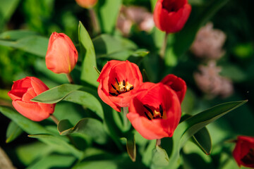 Beautiful tulips in a flower bed in the garden. The blossoming buds of spring flowers. Beauty is in nature.