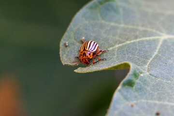 Colorado potato beetle on a gnawed leaf