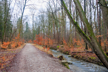 Fototapeta premium Forest path in winter in the Siebenbrunn forest near Augsburg along the Brunnenbach river