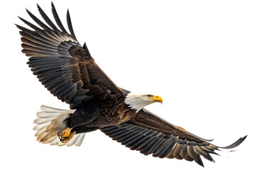 Fototapeta premium spread wing bald eagle soars in the sky isolate on white background PNG