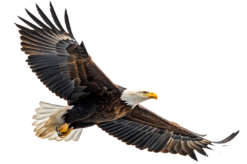 spread wing bald eagle soars in the sky isolate on white background PNG