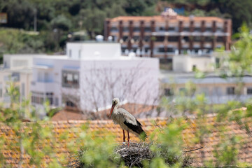 Urban wildlife, white stork on nest in Silves, Portugal.