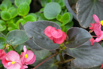 Beautiful red Begonia (Begonia Semperflorens) flowers in the park, Closeup view of angel wing cane...