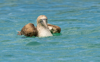 Blaufußtölpel (Sula nebouxii)