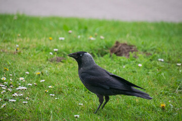 A western jackdaw walks through a green lawn