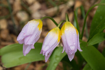 Close up of Tulipa saxatilis