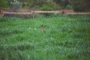 A wild rabbit in the field