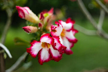 Obraz premium Desert Rose (Adenium obesum) In The Backyard