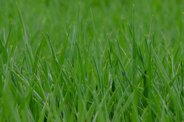 Green grass texture background