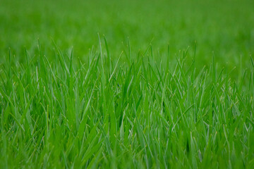 Green grass texture background