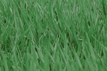 Green grass texture background