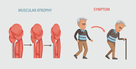 Muscle mass declines in older adults