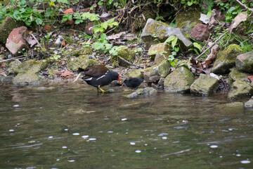 A common moorhen mother with her babys