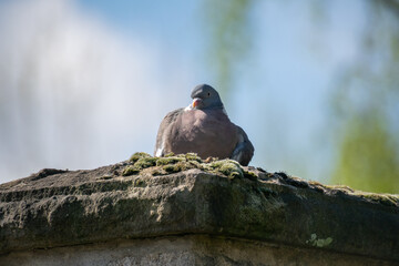 A pigeon sitting on a stone