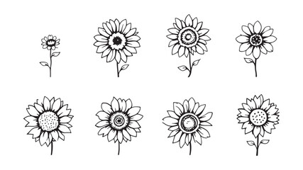 Sunflower flowers line art hand drawn flower contour illustration modern