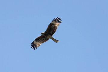 Black kite (Milvus migrans) in flight