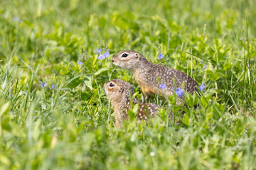 Two gophers are playing in the green grass