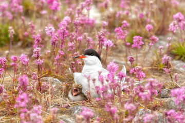 Common tern sits on a nest among pink flowers