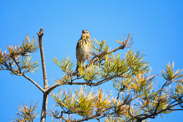 Tree pipit sits on a pine branch and sings