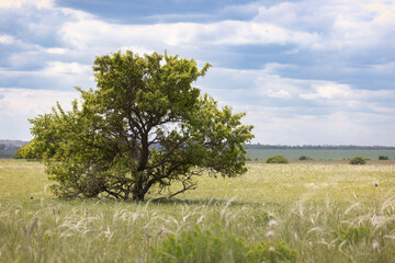 Large tree in the steppe, close-up. Summer